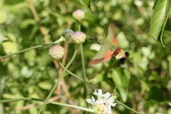Hemaris croatica