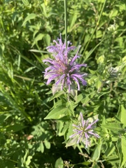 Monarda fistulosa