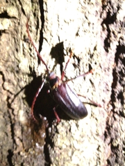 Prionus insularis
