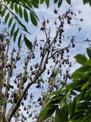 Pteropus giganteus