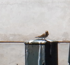 Aves