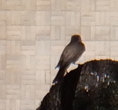 Aves