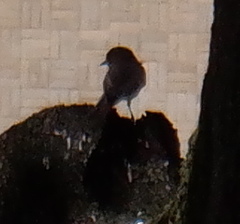 Aves