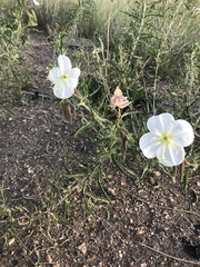 Oenothera nuttallii
