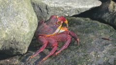 Grapsus grapsus