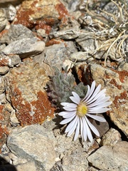 Townsendia condensata