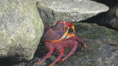 Grapsus grapsus
