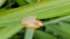 Oxyloma hirasei