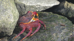 Grapsus grapsus