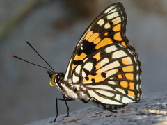 Sephisa princeps