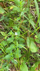 Mecardonia acuminata