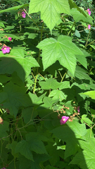 Rubus odoratus