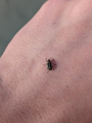 Eudiagogus maryae