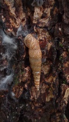 Megalophaedusa bilabrata