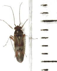 Ommatodema