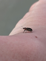 Eudiagogus maryae
