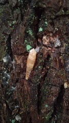 Megalophaedusa bilabrata