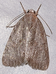Bryonycta pineti
