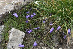 Campanula excisa