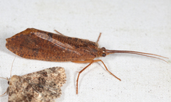 Ptilostomis ocellifera