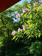 Magnoliopsida