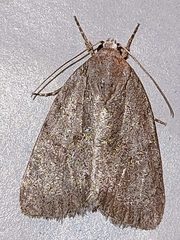 Bryonycta pineti