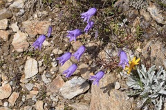 Campanula excisa