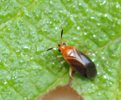 Rhinocapsus vanduzeei