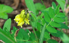 Astragalus umbellatus