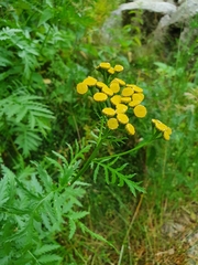 Tanacetum vulgare