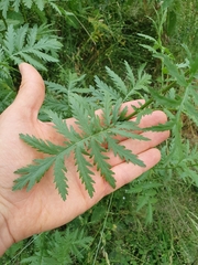 Tanacetum vulgare