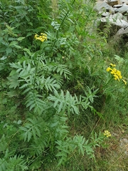 Tanacetum vulgare