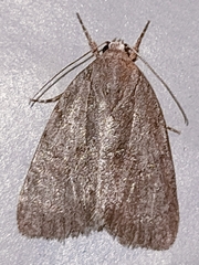 Bryonycta pineti
