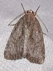 Bryonycta pineti