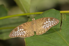 Tanaecia aruna