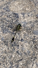 Melligomphus viridicostus