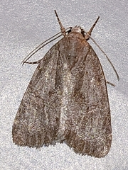 Bryonycta pineti