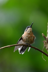 Lampornis castaneoventris