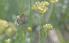 Plebejus bellieri