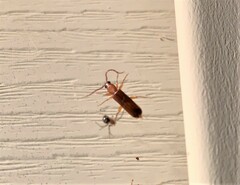 Smodicum cucujiforme