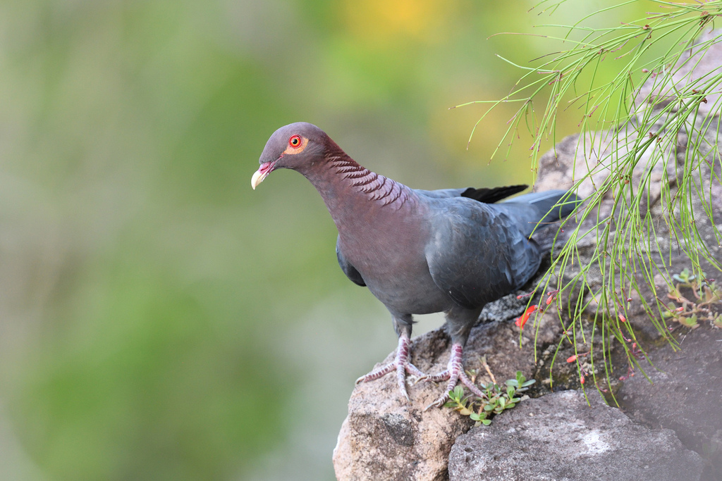 Scaly-naped Pigeon (Patagioenas squamosa) photo
