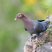 Scaly-naped Pigeon - Photo (c) terence zahner, some rights reserved (CC BY-NC), uploaded by terence zahner