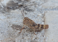 Calliptamus italicus