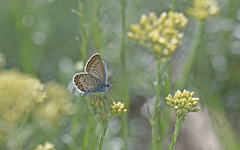 Plebejus bellieri