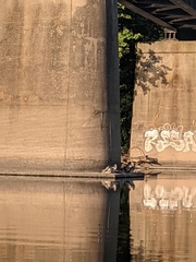 Mergus merganser americanus