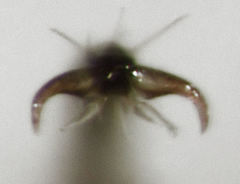 Ommatodema