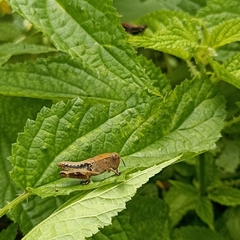 Peripolus