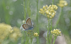 Plebejus bellieri