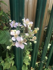 Rubus
