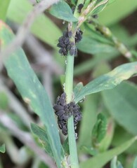 Aphis polygonata